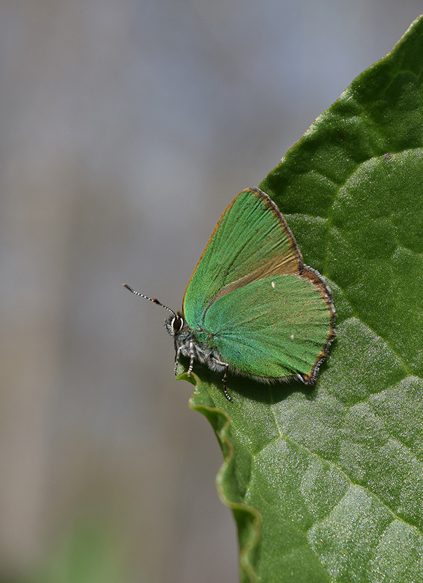 Primavera 2018 - Callophrys rubi, Lycaenidae